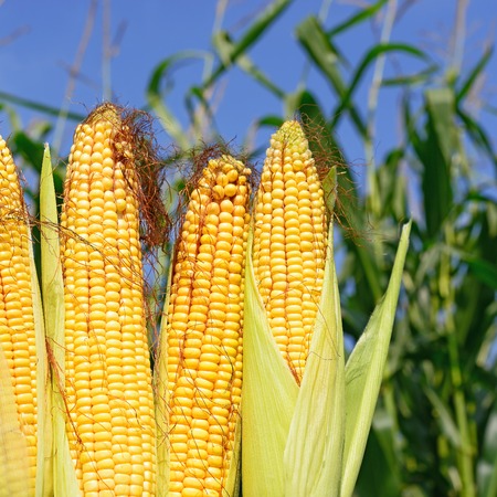 Young corn