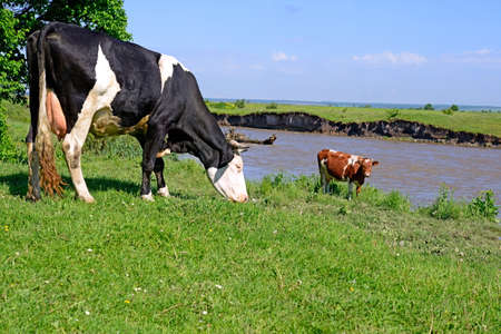 Cows on a summer pastureの写真素材