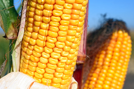 Ripe corn.の写真素材