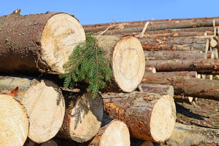 Wood preparationの写真素材
