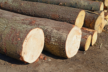 Wood preparation.