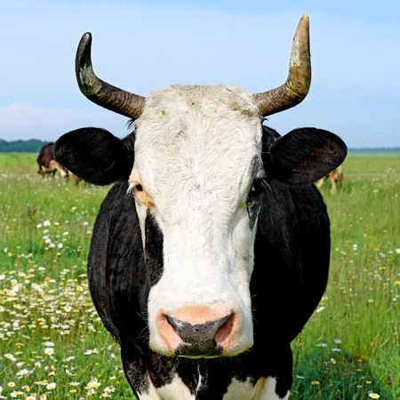 Cow on a summer pastureの写真素材