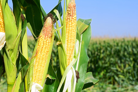 Young corn