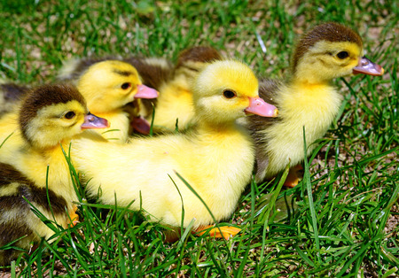 Ducklings on walkの写真素材