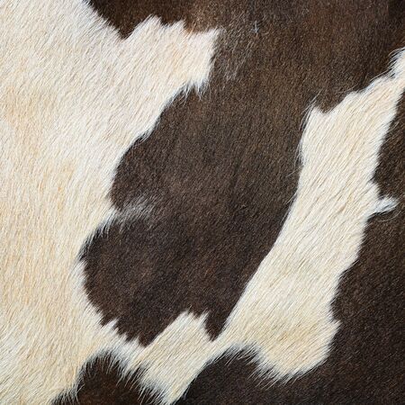 Fragment of a skin of a cowの写真素材