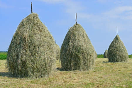 Hay in stacksの写真素材