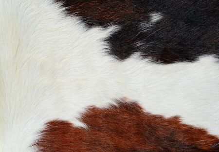 Fragment of a skin of a cowの写真素材