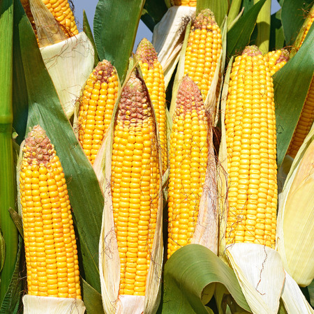 Young corn