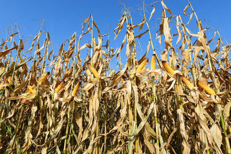 Ripe corn.