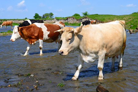Cows on a watering placeの写真素材