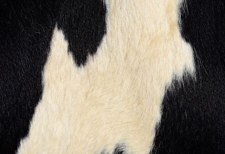 Fragment of a skin of a cowの写真素材
