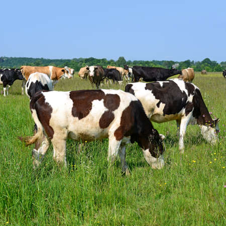 Cows on a summer pasture