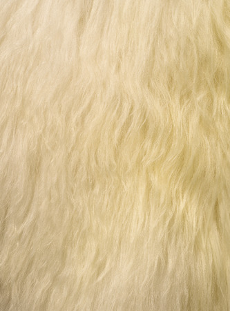 The manufactured skin of a sheep