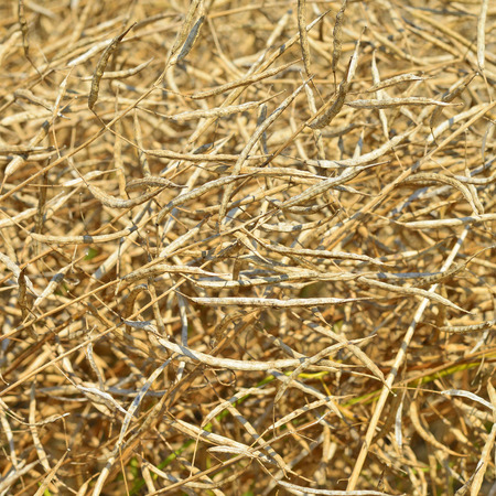 Field of ripe rapeの写真素材