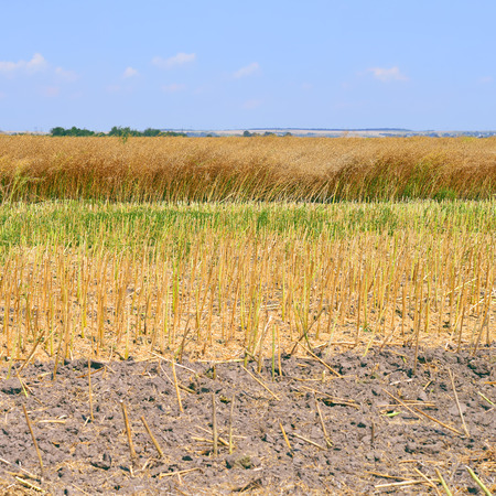Field of ripe rapeの写真素材