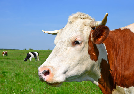 Cow on a summer pastureの写真素材