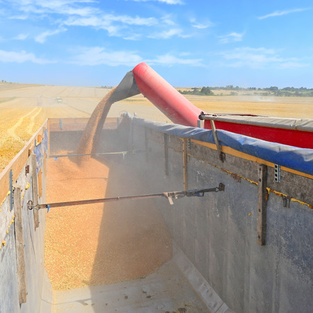 Overloading grain silo with a tractor in a carの写真素材