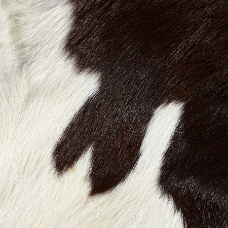 Fragment of a skin of a cow
