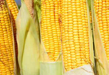 Young corn
