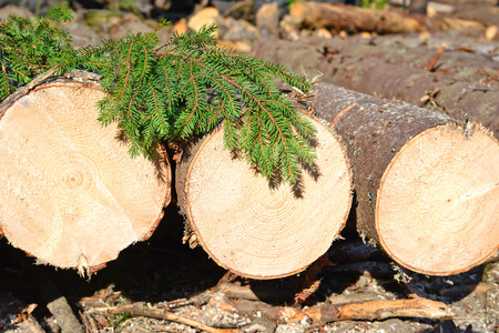 Wood preparation