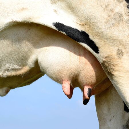 Udder of a young cow