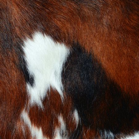 Fragment of a skin of a cow