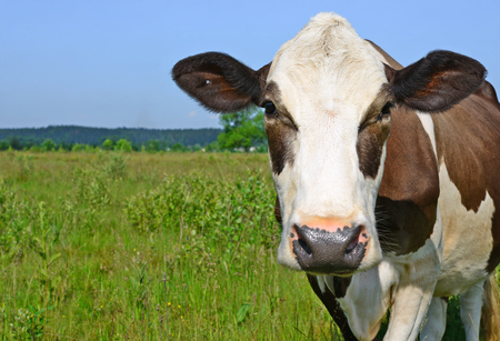 Cow on a summer pastureの写真素材