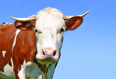 Head of a cow against the sky.の写真素材