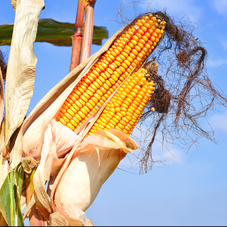 Ripe corn.の写真素材