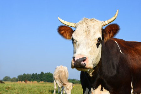 Head of a cow against a pastureの写真素材