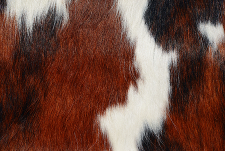 Fragment of a skin of a cow