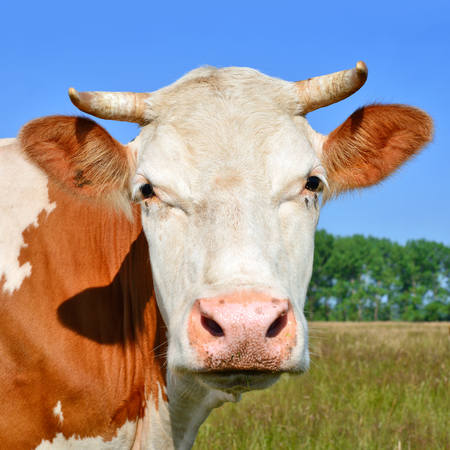 Head of a cow against a pastureの写真素材