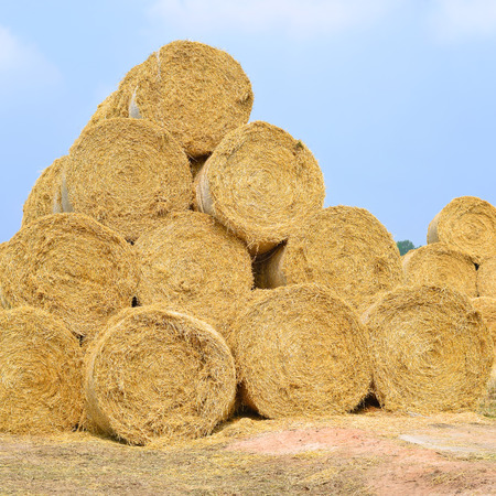 Bales of straw on the ground storageの写真素材