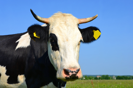 Cow on a summer pastureの写真素材