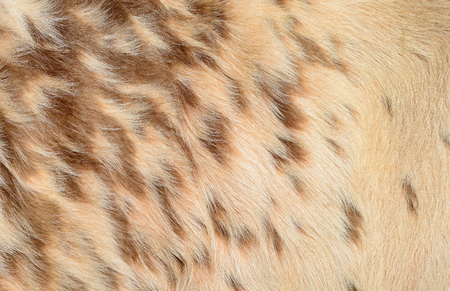 Fragment of a skin of a cow