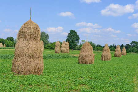 Hay in stacks