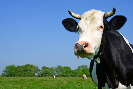 Cow on a summer pastureの写真素材