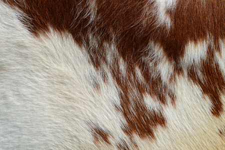 Fragment of a skin of a cow