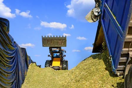 Fill of the silage trench of corn silage on a dairy farmの写真素材