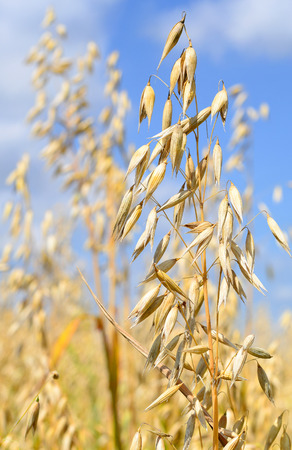 Stalks of oatsの写真素材