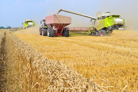 Overloading grain harvester in tractor trailer tank in the field