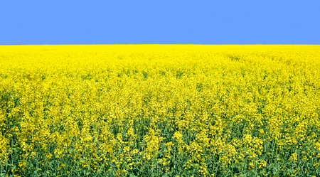 Rape in the rural landscapeの写真素材