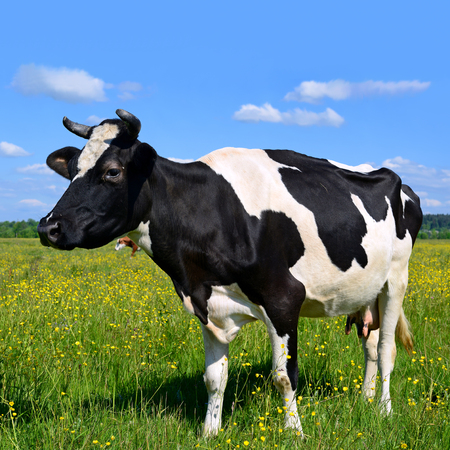 Cow on a summer pastureの写真素材