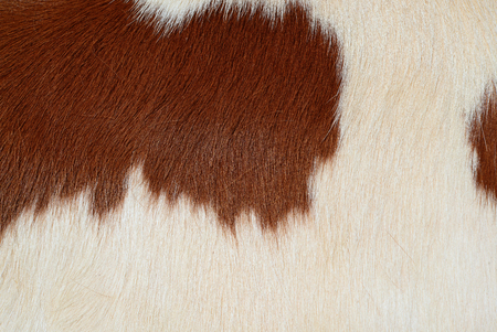 Fragment of a skin of a cowの写真素材