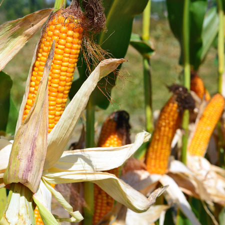Ripe corn