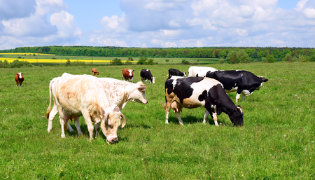 Cows on a summer pastureの写真素材