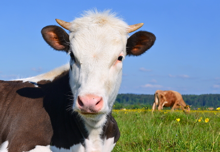 The calf on a summer pastureの写真素材
