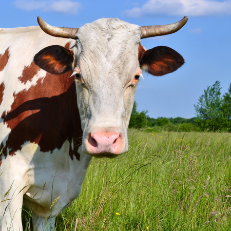 Head of a cow against the pastureの写真素材