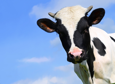 Head of the calf against the skyの写真素材