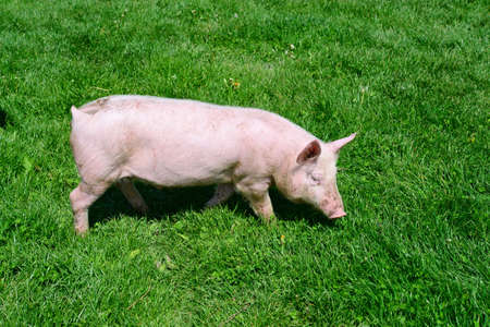 Small pig on a green grassの写真素材